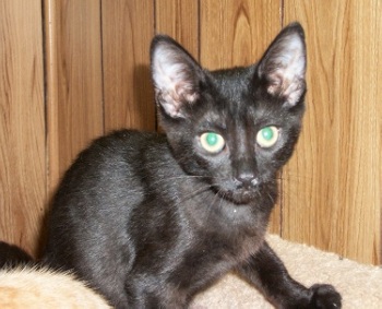 Click for full size picture - Kitten 3814