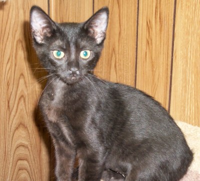 Click for full size picture - Kitten 3814