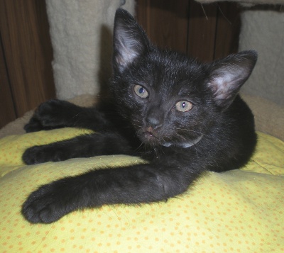 Click for full size picture - Luci (Kitten 3524)