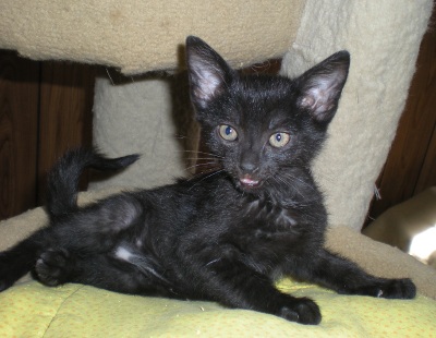 Click for full size picture - Luci (Kitten 3524)