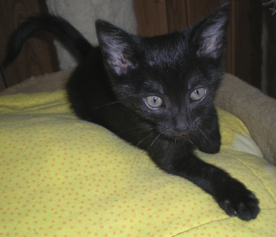 Click for full size picture - Luci (Kitten 3524)