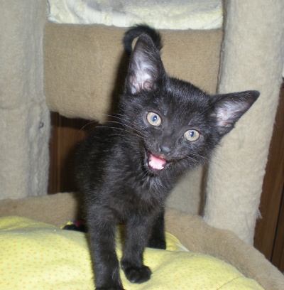 Click for full size picture - Luci (Kitten 3524)
