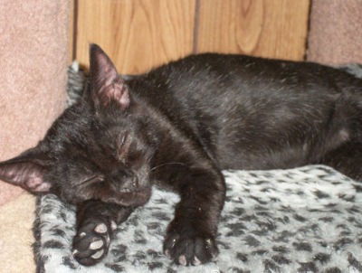 Click for full size picture - Kitty 3831