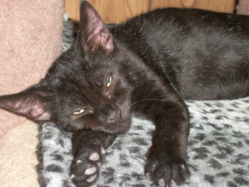 Click for full size picture - Kitty 3831