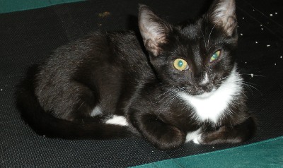Click for full size picture - Pixie kitten 1984