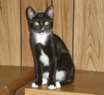 Click for full size picture - Pixie kitten 1984