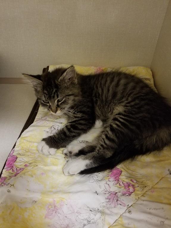 Click for full size picture - Mitzy