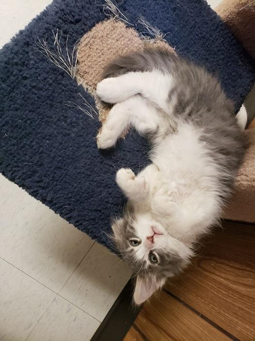 Kitten 17800 Kitten 17800
