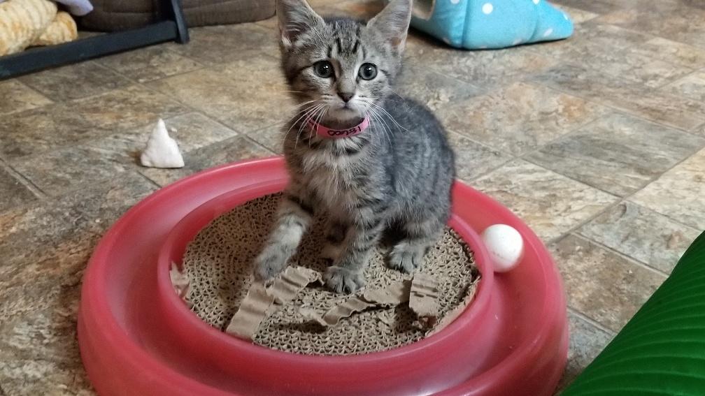 Kitten 18600 Kitten 18600