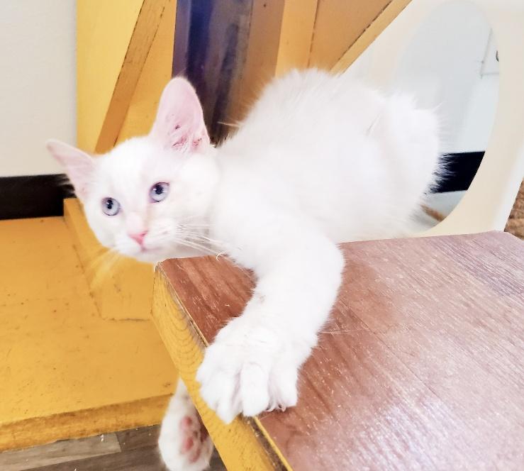 Kitten 23500 (Bandit) Kitten 23500 (Bandit)