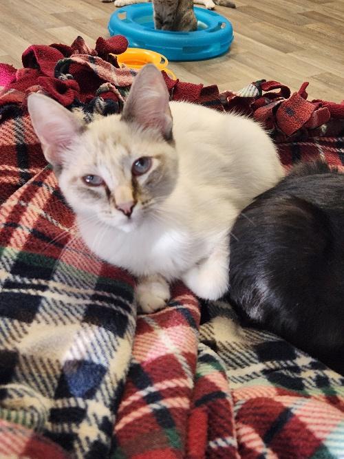 Kitten 26800 (Destiny) Kitten 26800 (Destiny)
