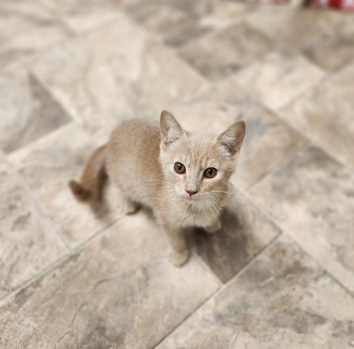 Kitten 26900 (Queso) Kitten 26900 (Queso)