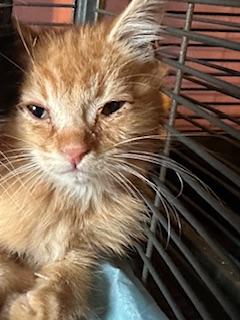 Click for full size picture - Tater Tot