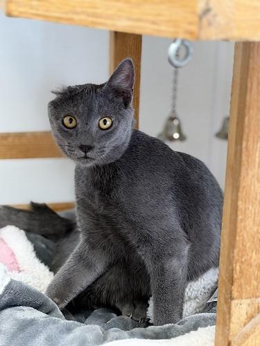 Kitten 28000 (Little Foot)