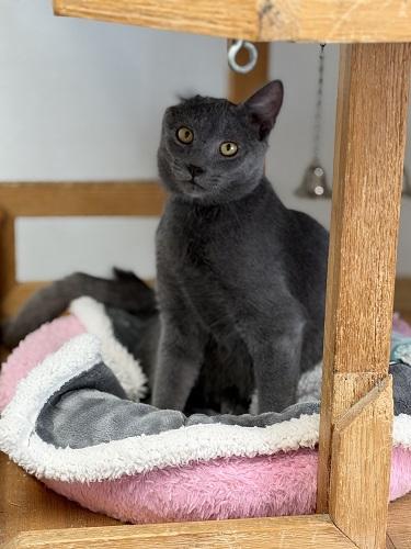 Click for full size picture - Kitten 28000 (Little Foot)