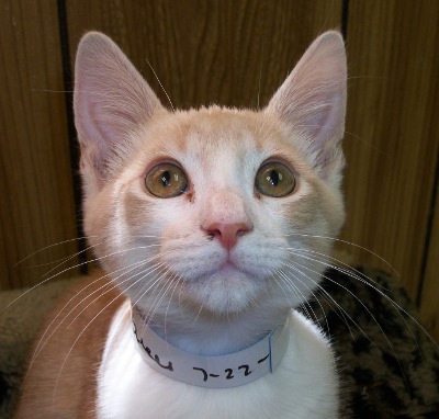 Kitten 3801