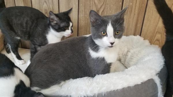 Kitten 17701 Kitten 17701