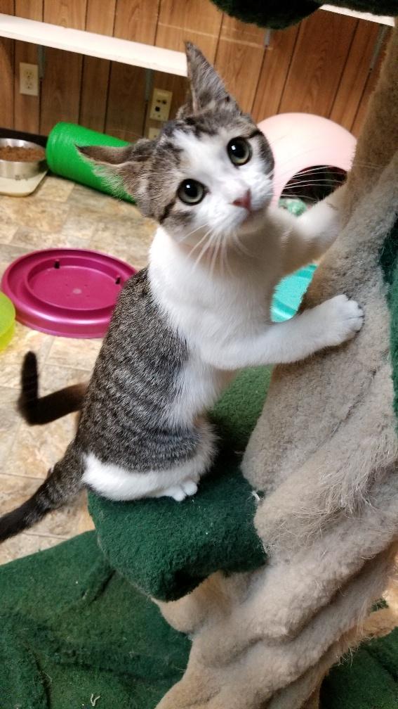 Kitten 17901 Kitten 17901