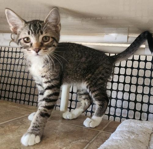 Kitten 26801 (Harley) Kitten 26801 (Harley)