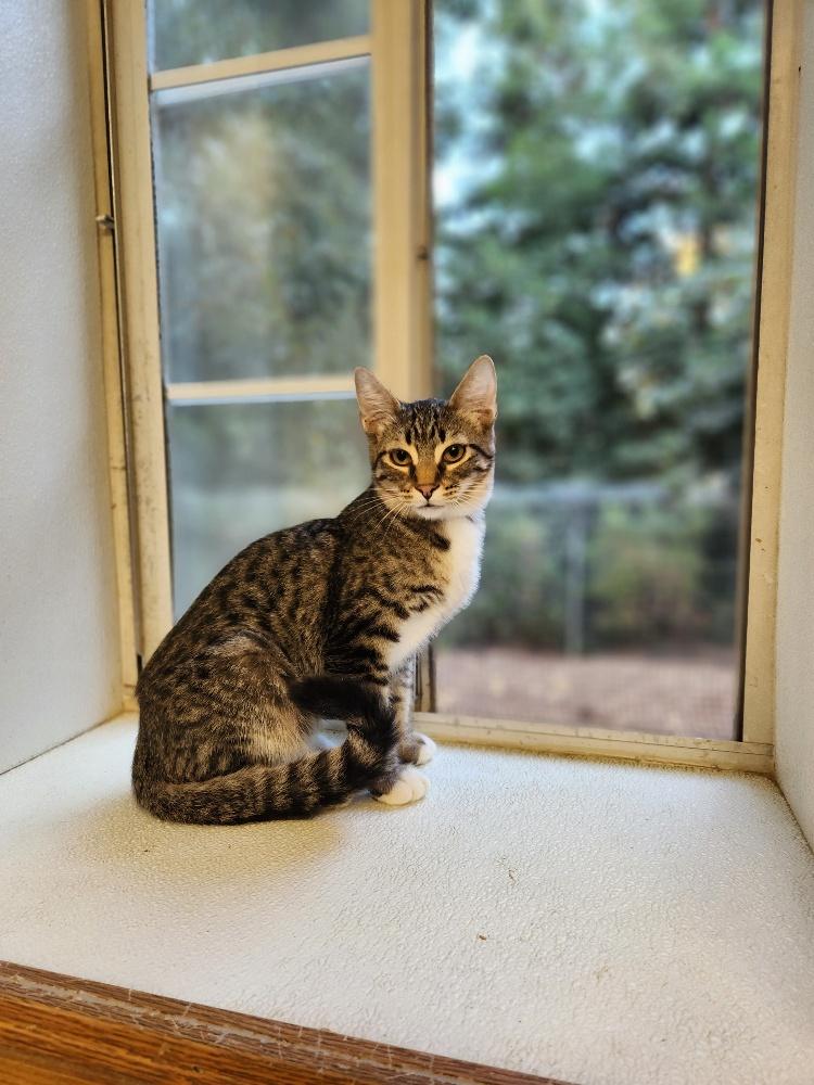 Kitten 26801 (Harley) Kitten 26801 (Harley)