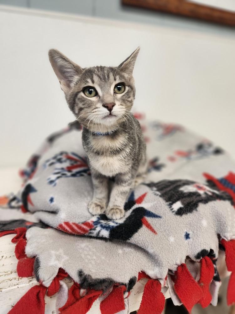 Kitten 27001 (Gidget)