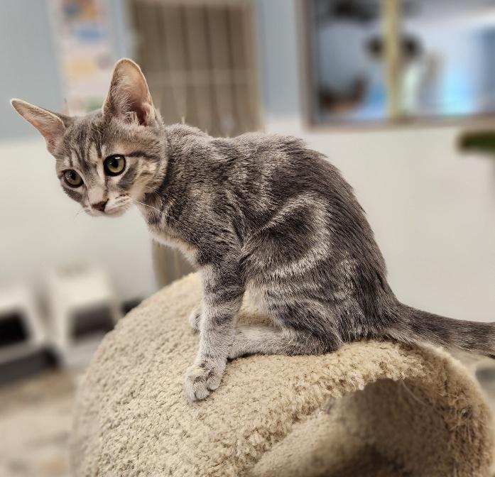 Kitten 27001 (Greg) Kitten 27001 (Greg)