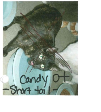 Candy