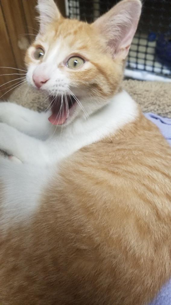 Kitten 18502 (Cheeto) Kitten 18502 (Cheeto)