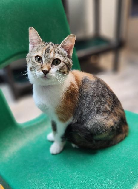 Click for full size picture - Kitten 28002 (Katniss)