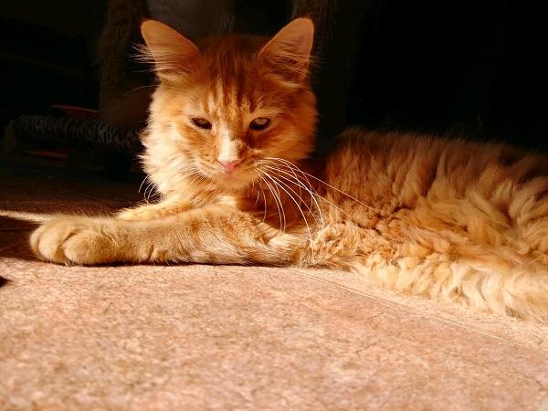 Cat 17103 Cat 17103