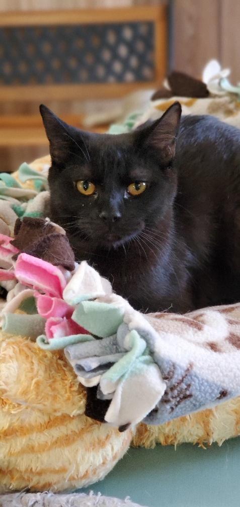 Cat 19503 (Cassidy) Cat 19503 (Cassidy)