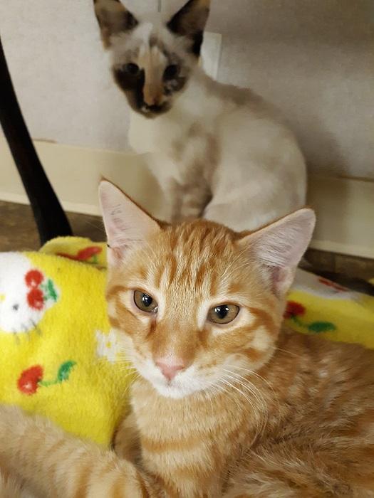 Kitten 20203 Kitten 20203