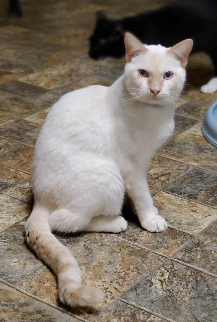 Cat 21903 Cat 21903