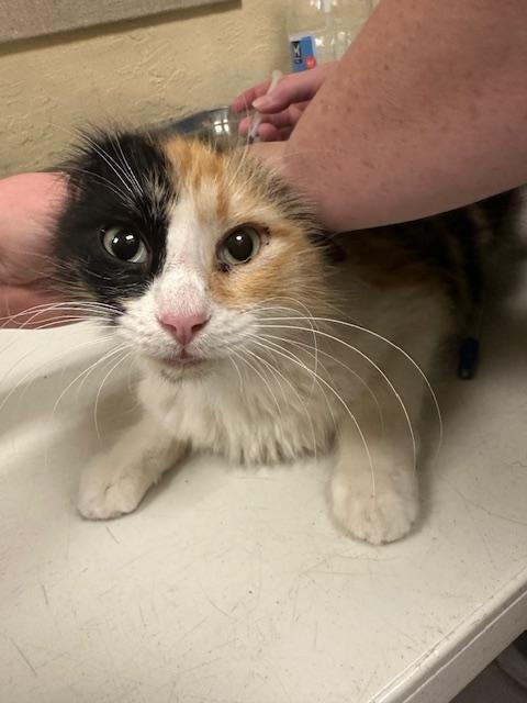 Click for full size picture - Curry