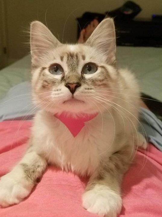 Tilly Tilly