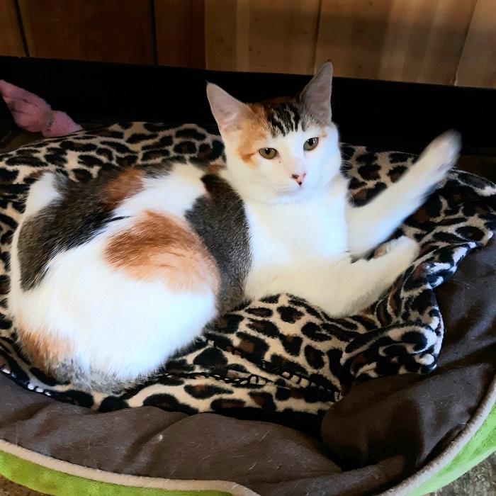 Cat 19004 Cat 19004