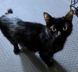 Luna Luna