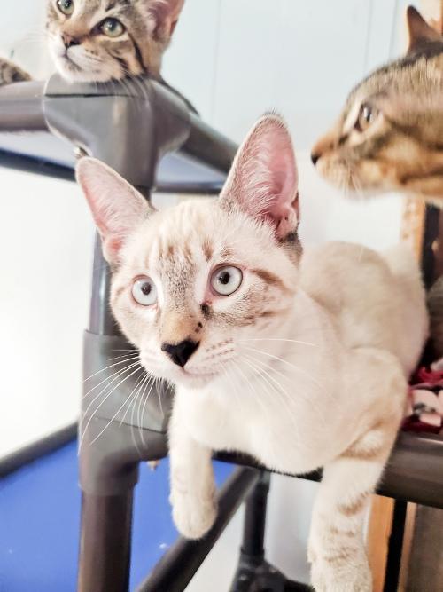 Kitten 24504 (Jaxx) Kitten 24504 (Jaxx)