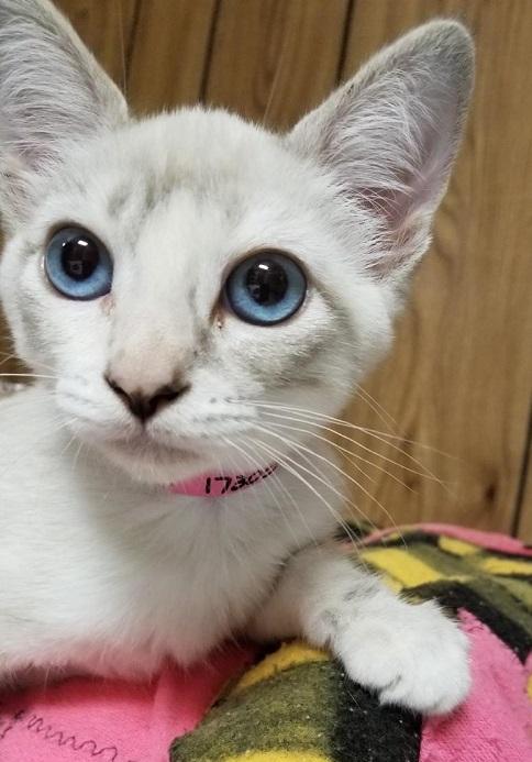 Kitten 17305 Kitten 17305