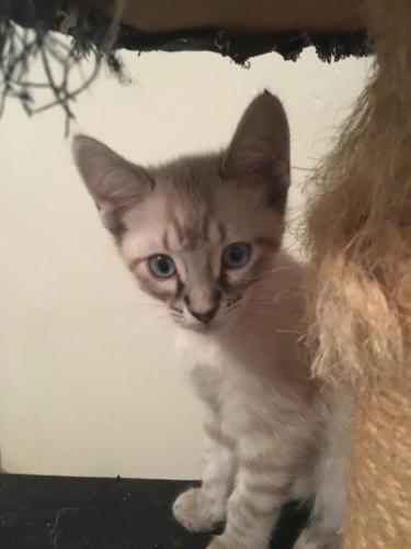 Simon Simon