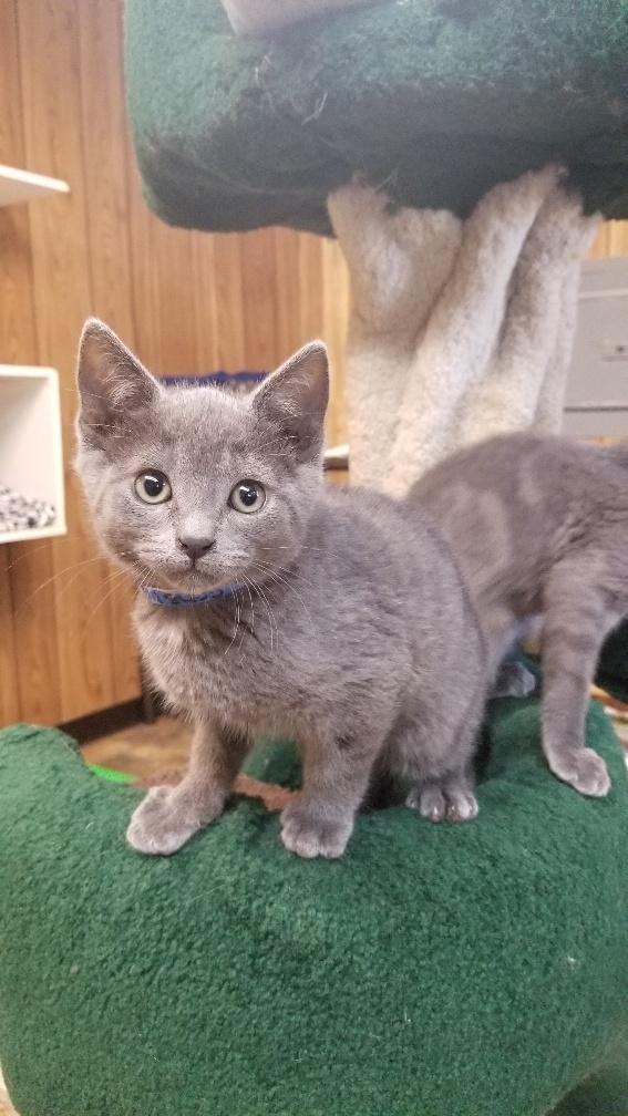 Kitten 18405 Kitten 18405