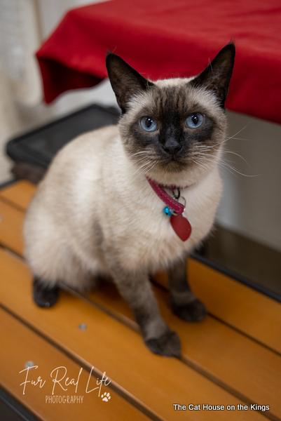 Mochi Mochi