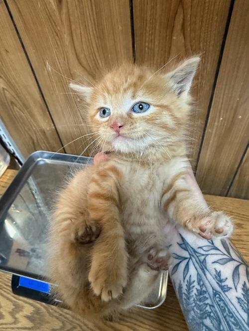 Click for full size picture - Cat 27505