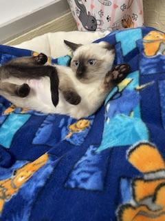 Click for full size picture - Coco