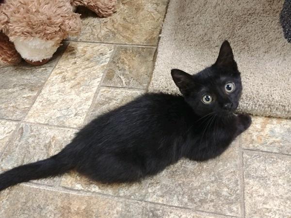 Kitten 17006 Kitten 17006