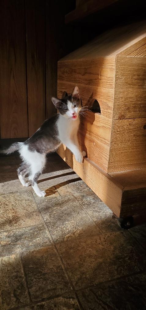 Kitten 20106 Kitten 20106