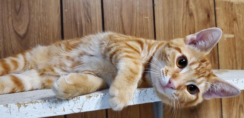 Cat 21606 (Theo) Cat 21606 (Theo)