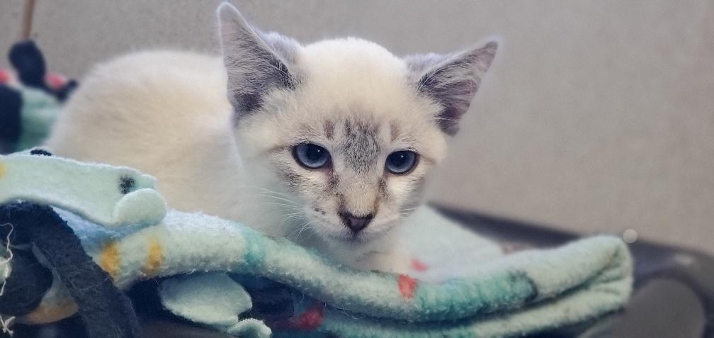 Kitten 22506 Kitten 22506