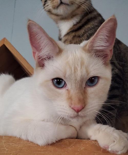 Cat 23406 (Leche) Cat 23406 (Leche)