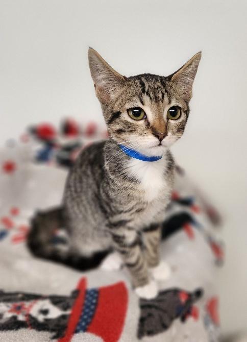 Kitten 27106 (Wesley)